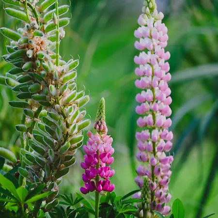 Osada Marchowo * Kielno