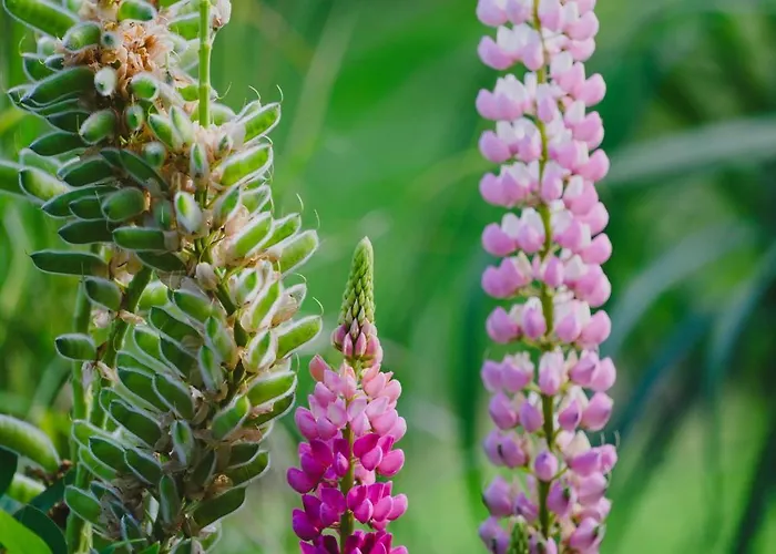 Osada Marchowo * Kielno